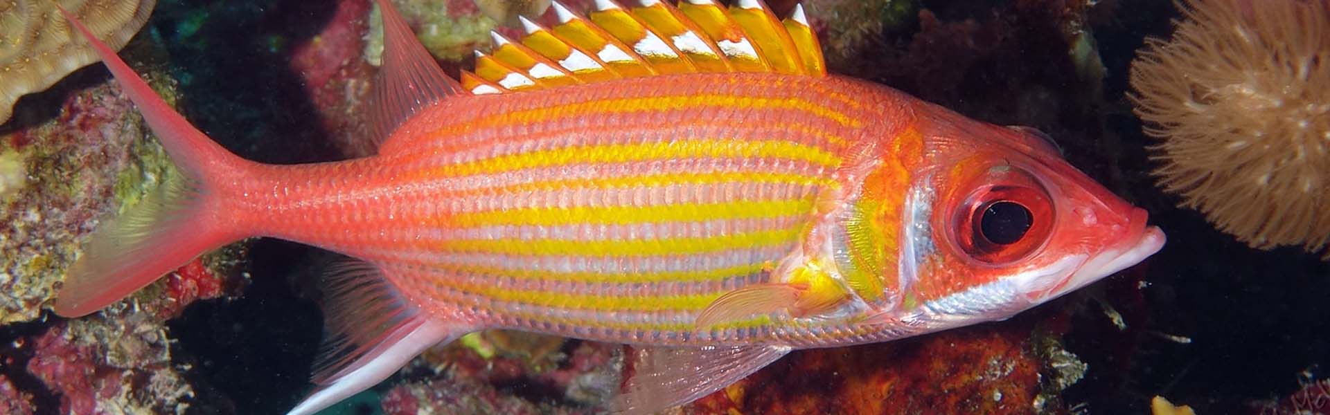 The Longjawed Squirrelfish